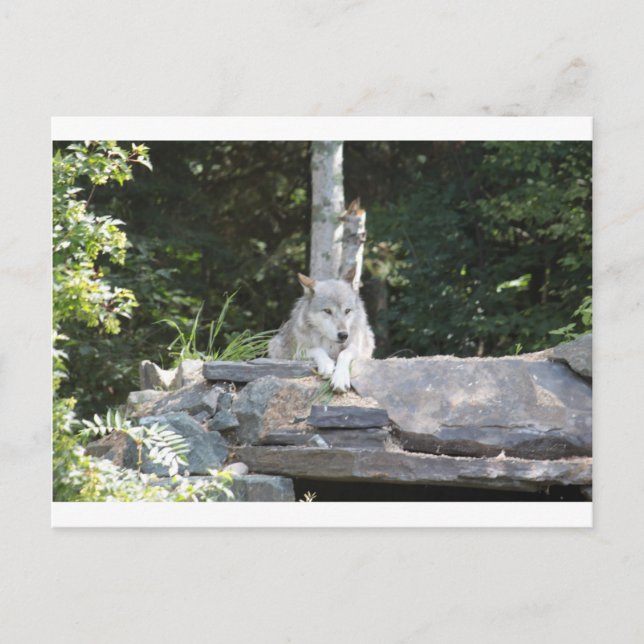 IMG_7954 POSTCARD (Front)