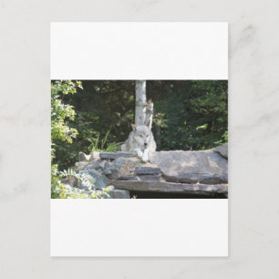 IMG_7954 POSTCARD