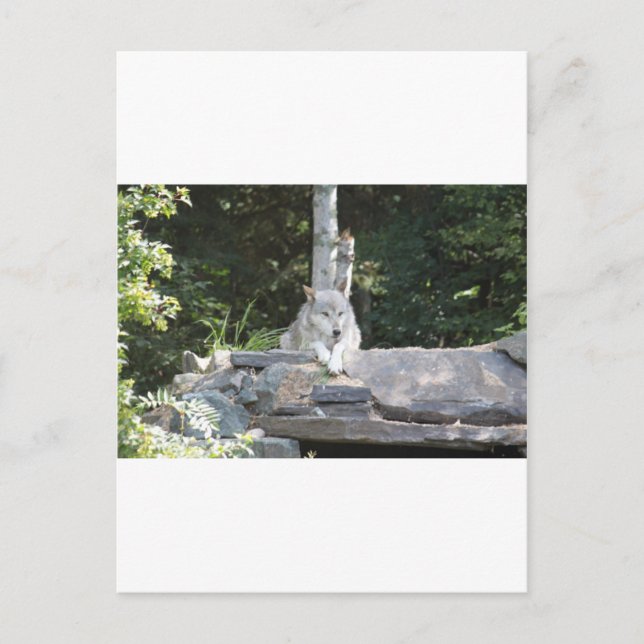 IMG_7954 POSTCARD (Front)