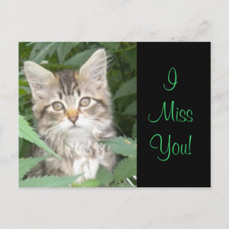 IMissYou! Kitten Postcard