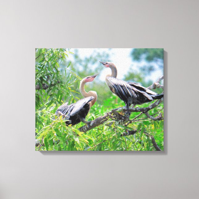 Immature Anhingas Wrapped Canvas (Front)