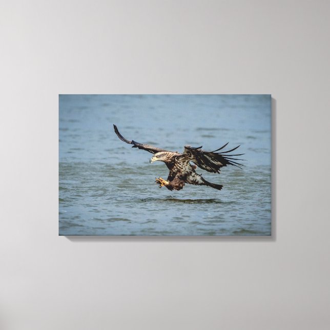 Immature Bald Eagle diving for a fish Canvas Print (Front)