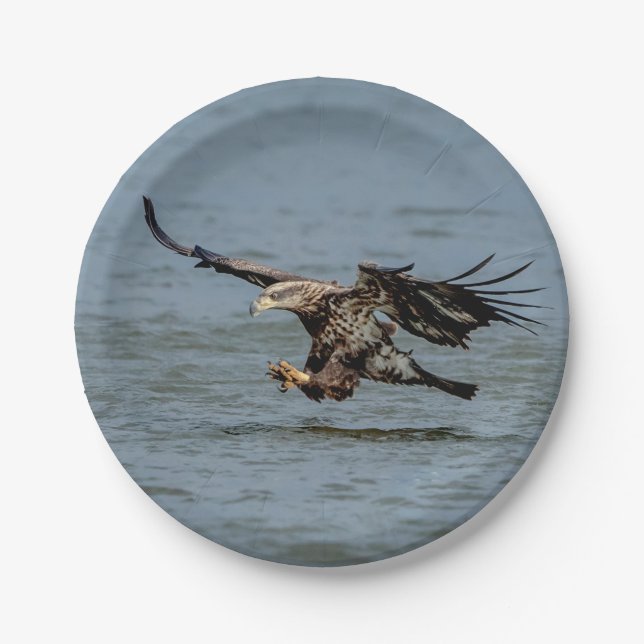 Immature Bald Eagle diving for a fish Paper Plate (Front)