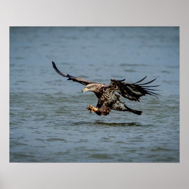 Immature Bald Eagle diving for a fish Poster (Front)