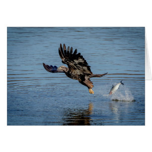Immature Bald Eagle dropping a fish