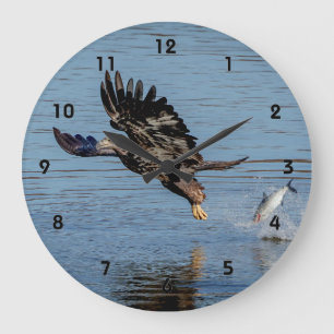 Immature Bald Eagle dropping a fish Large Clock