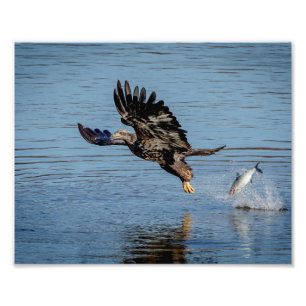 Immature Bald Eagle dropping a fish Photo Print