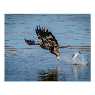 Immature Bald Eagle dropping a fish Photo Print