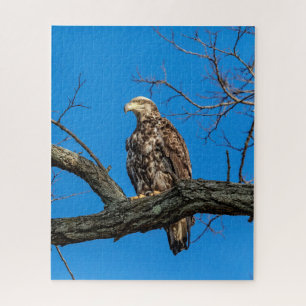 Immature Bald Eagle in Peekskill, NY Jigsaw Puzzle