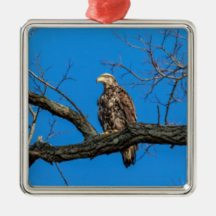 Immature Bald Eagle in Peekskill, NY Metal Tree Decoration
