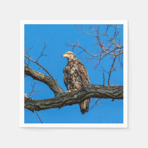 Immature Bald Eagle in Peekskill, NY Napkin