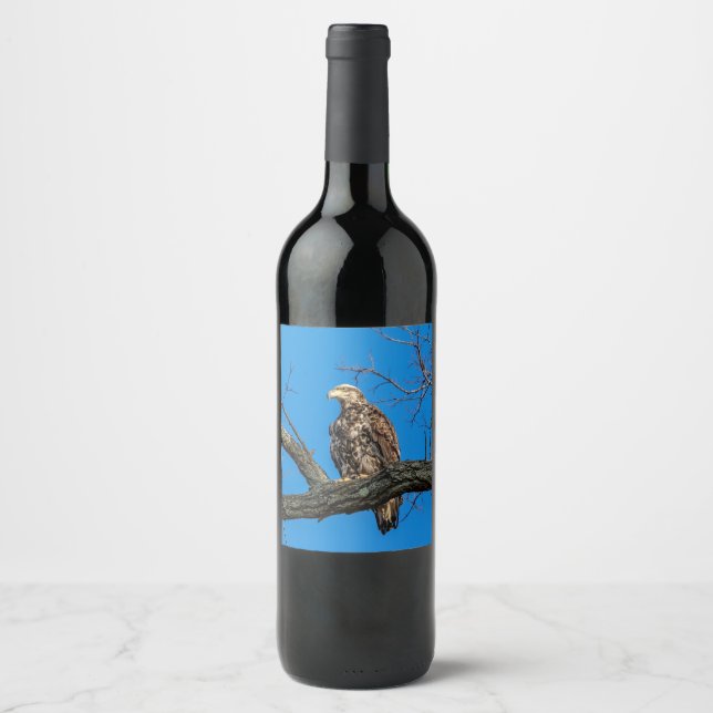 Immature Bald Eagle in Peekskill, NY Wine Label (Front)