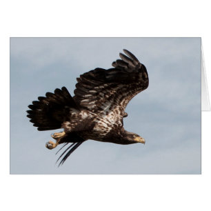 Immature Bald Eagle Taking Flight