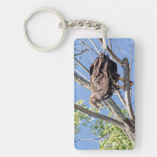 Immature Bald Eagle with a Catfish Key Ring