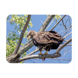 Immature Bald Eagle with a Catfish Magnet