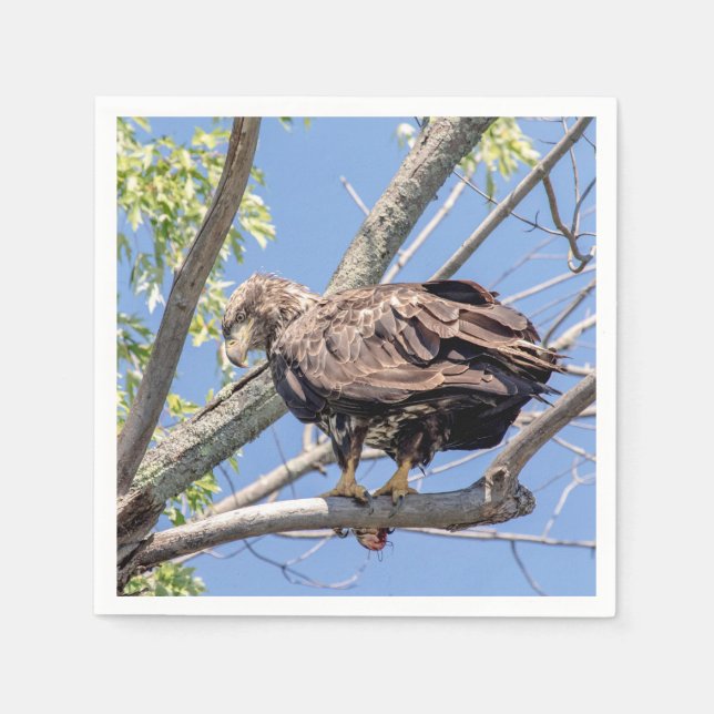Immature Bald Eagle with a Catfish Napkin (Front)