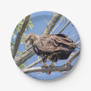 Immature Bald Eagle with a Catfish Paper Plate