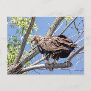 Immature Bald Eagle with a Catfish Postcard