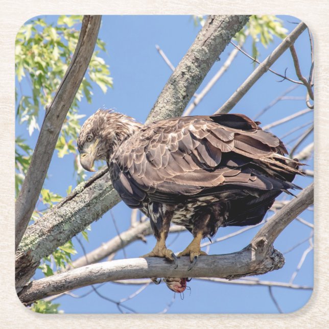 Immature Bald Eagle with a Catfish Square Paper Coaster (Front)