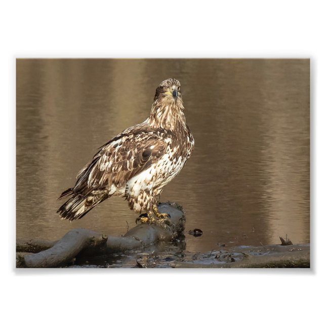 Immature Bald Eagle With Muddy Feet Photo Print (Front)