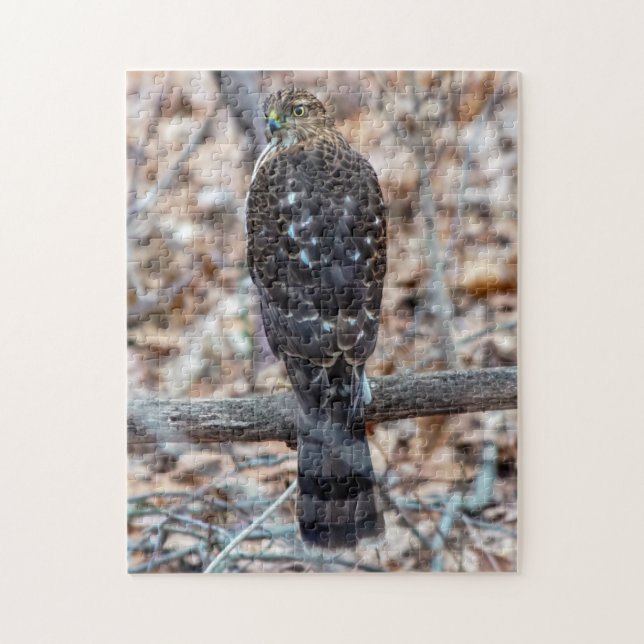 Immature Cooper's Hawk Puzzle (Vertical)