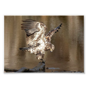 Immature Eagle Finds a Perch Photo Print