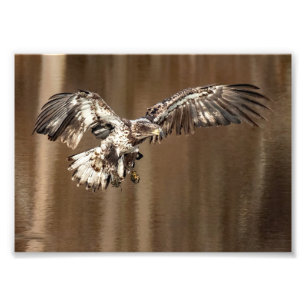 Immature Eagle Flies With Muddy Feet Photo Print