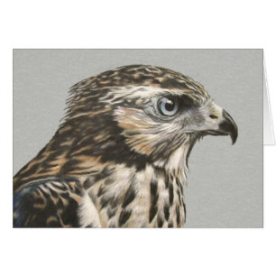 Immature Goshawk card