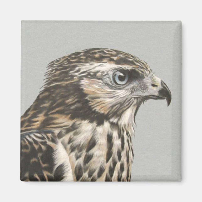 Immature Goshawk Magnet (Front)