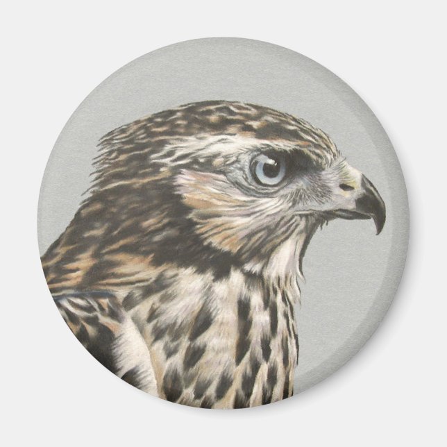 Immature Goshawk Magnet (Front)
