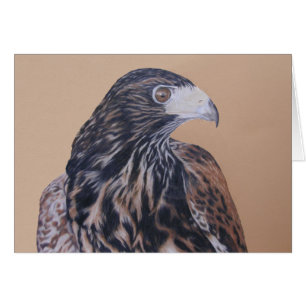 Immature Harris Hawk