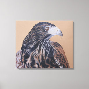 Immature Harris Hawk Canvas Print