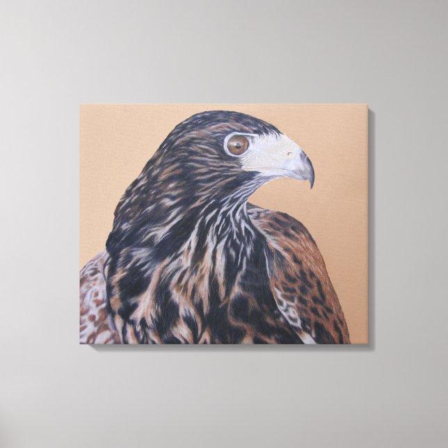 Immature Harris Hawk Canvas Print (Front)