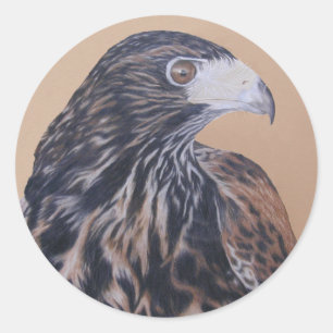 Immature Harris Hawk Classic Round Sticker