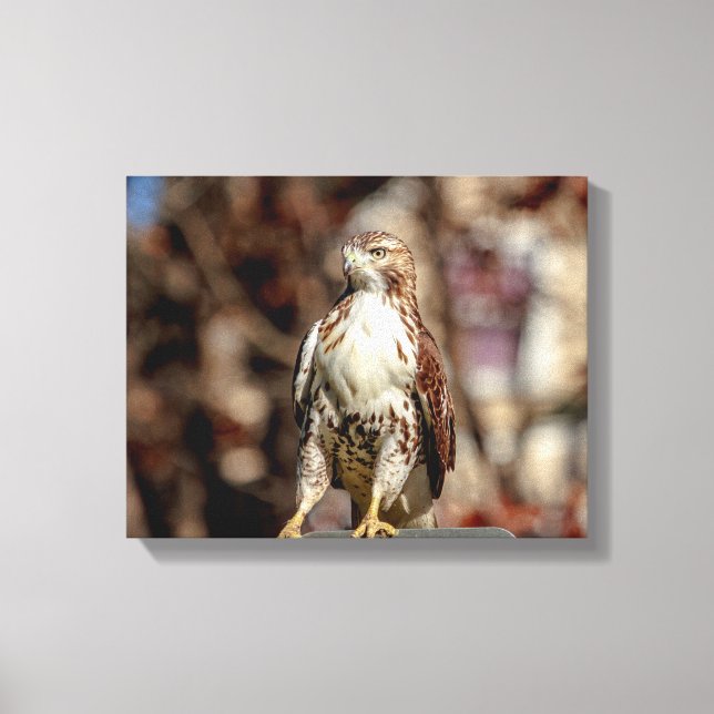 Immature Red Tailed Hawk Canvas Print (Front)