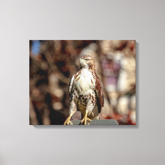 Immature Red Tailed Hawk Canvas Print (Front)