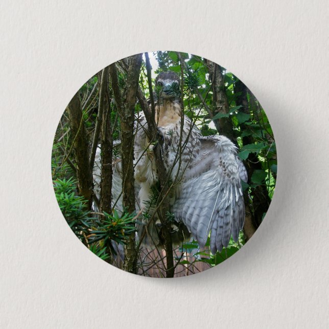 Immature Red Tailed Hawk Coordinating Items 6 Cm Round Badge (Front)