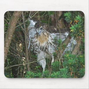 Immature Red Tailed Hawk Coordinating Items Mouse Mat