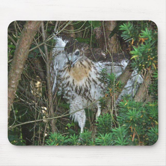 Immature Red Tailed Hawk Coordinating Items Mouse Mat (Front)