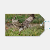 Immature Red Tailed Hawk