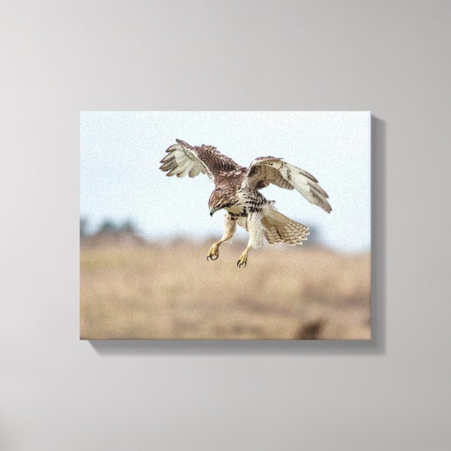Immature Red Tailed Hawk Hovering Canvas Print (Front)