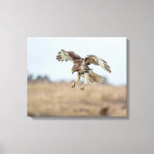 Immature Red Tailed Hawk Hovering Canvas Print