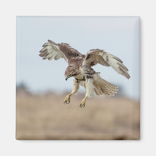 Immature Red Tailed Hawk Hovering Magnet (Front)