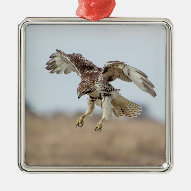 Immature Red Tailed Hawk Hovering Metal Tree Decoration (Front)