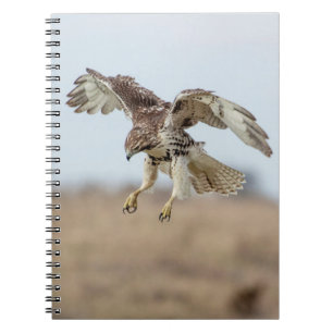 Immature Red Tailed Hawk Hovering Notebook