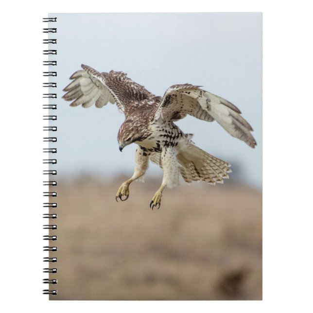 Immature Red Tailed Hawk Hovering Notebook (Front)