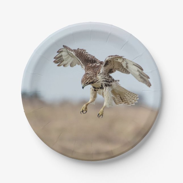 Immature Red Tailed Hawk Hovering Paper Plate (Front)