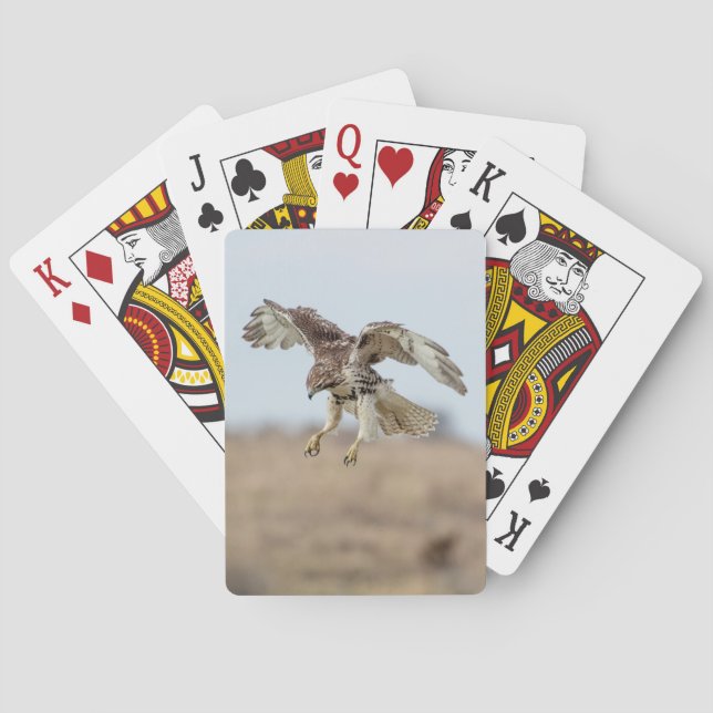 Immature Red Tailed Hawk Hovering Playing Cards (Back)