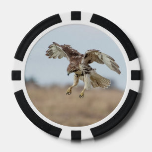 Immature Red Tailed Hawk Hovering Poker Chips