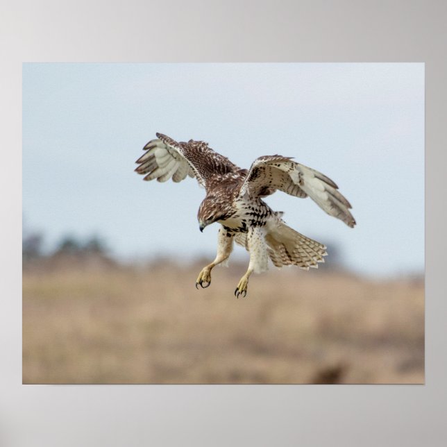 Immature Red Tailed Hawk Hovering Poster (Front)